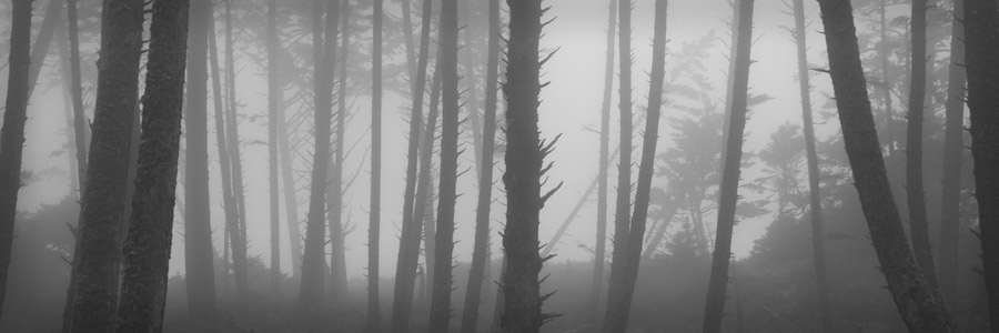 14 - Fog Forest