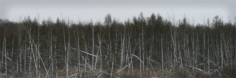 31 - Kvcc Winter Trees